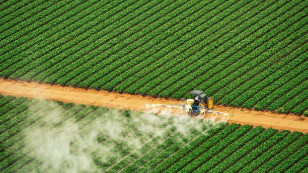 Best Ant Control Services  in Halls, TN