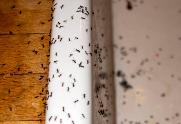 Best Exterminator Services  in Halls, TN