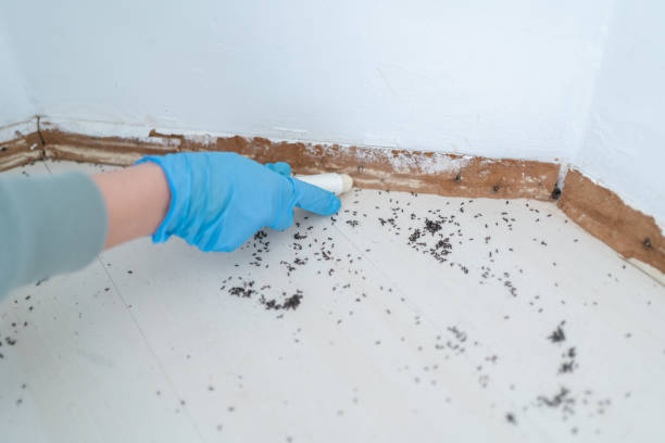 Best Pest Control Near Me  in Halls, TN